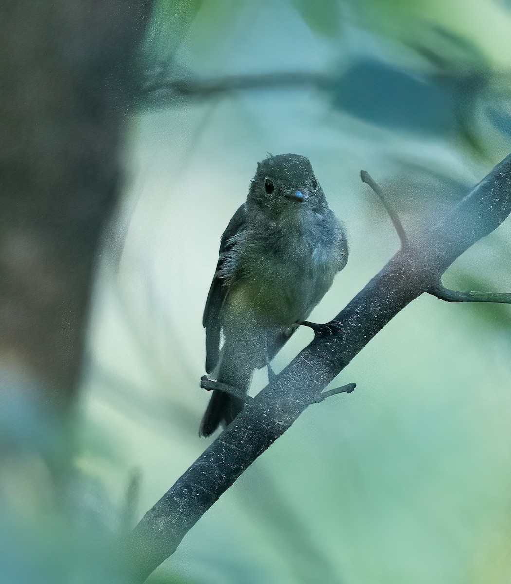 Acadian Flycatcher - ML608438279