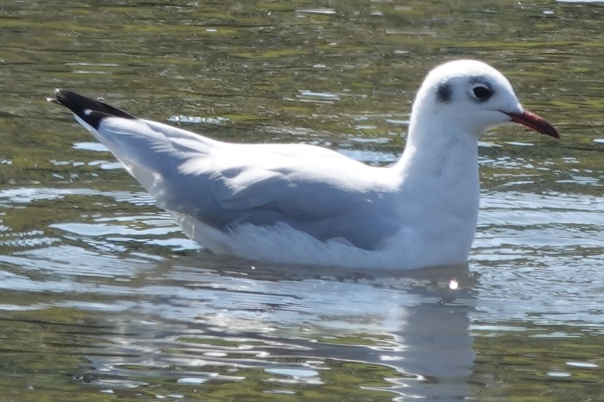 Mouette rieuse - ML608438358