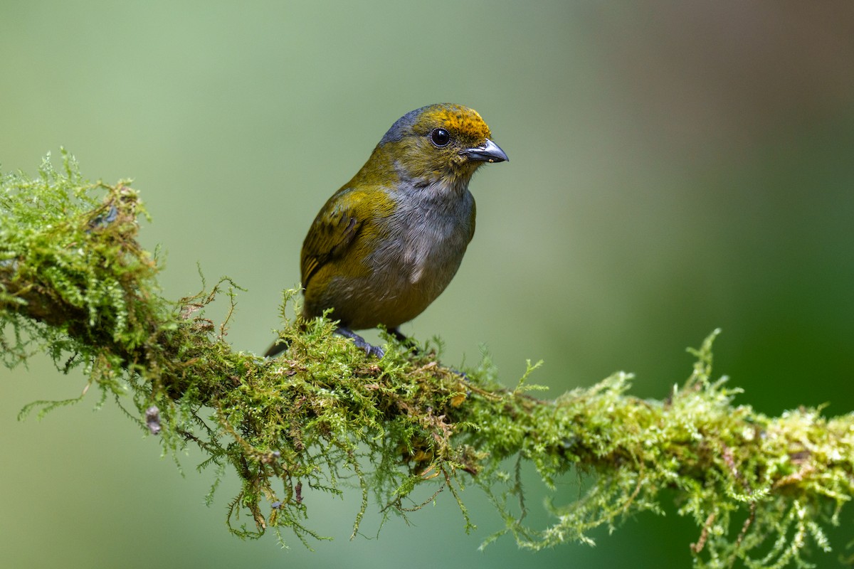 Orange-bellied Euphonia - Jeff Hapeman