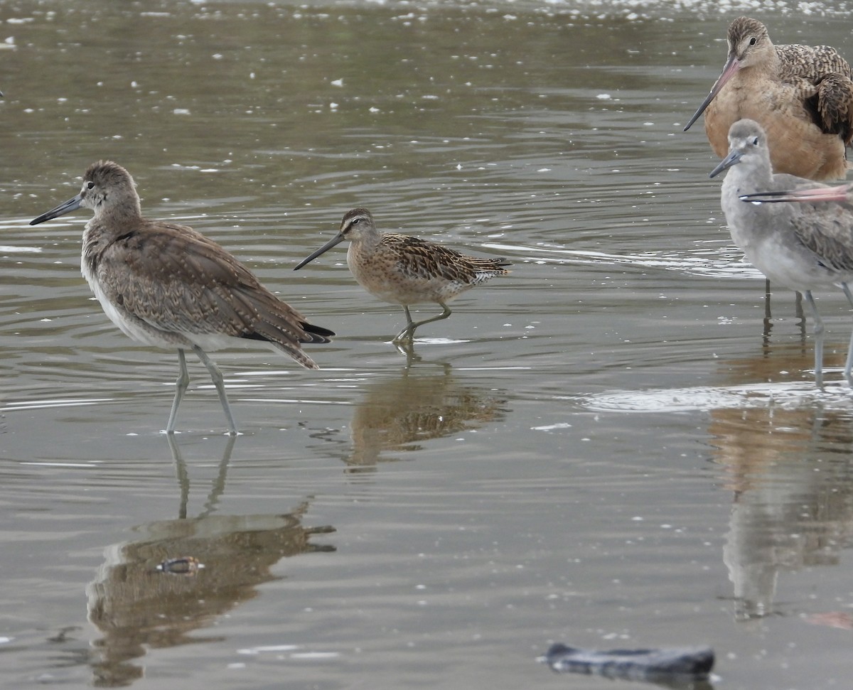 Short-billed Dowitcher - ML608438419