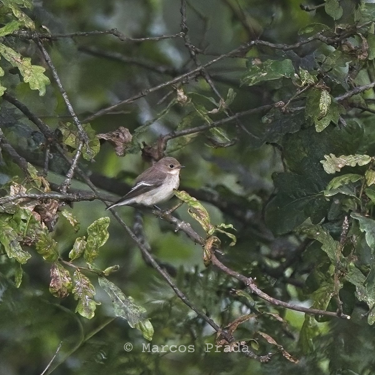 European Pied Flycatcher - Marcos Prada Arias