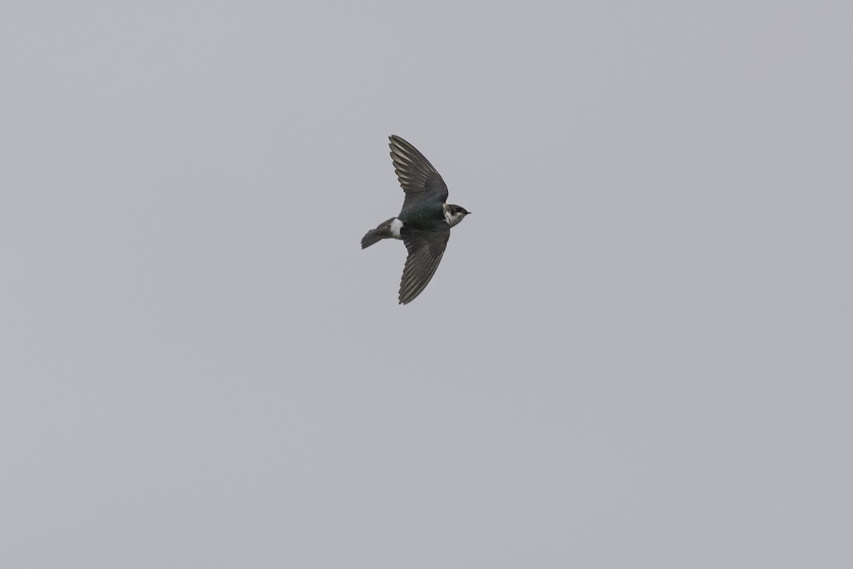 Violet-green Swallow - ML608438508