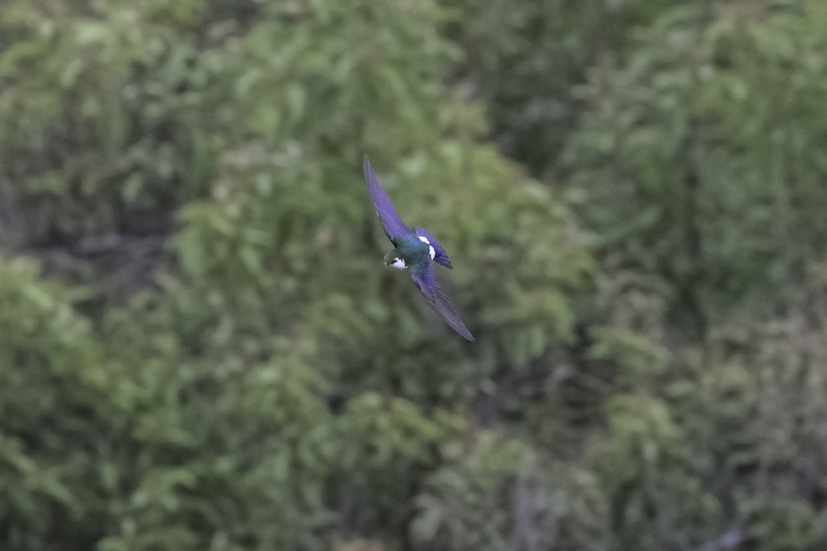 Violet-green Swallow - ML608438509