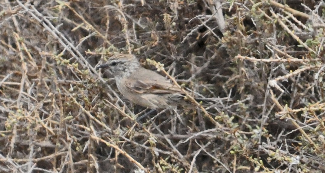 Plain-mantled Tit-Spinetail - Ted Sears