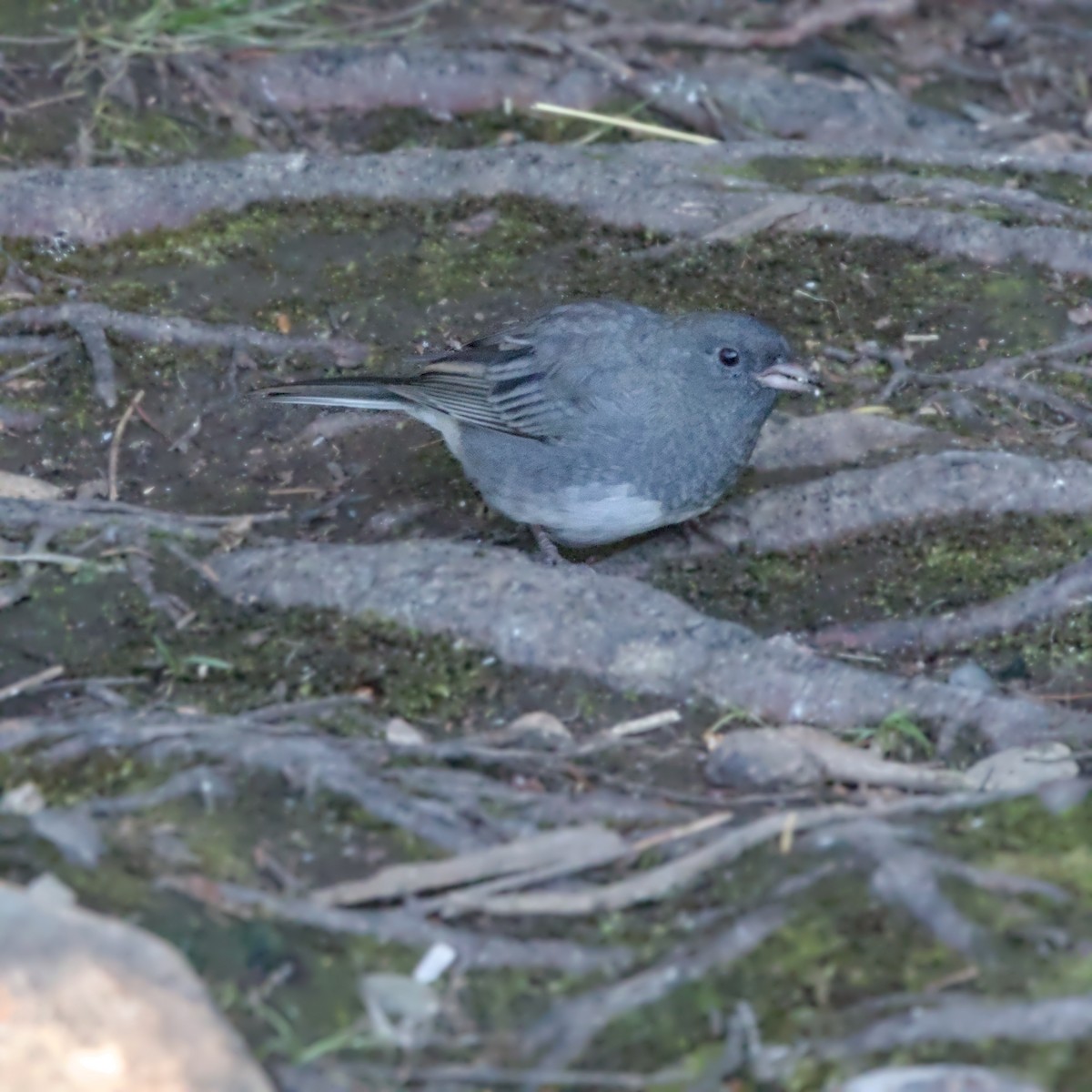 Dark-eyed Junco - ML608438561