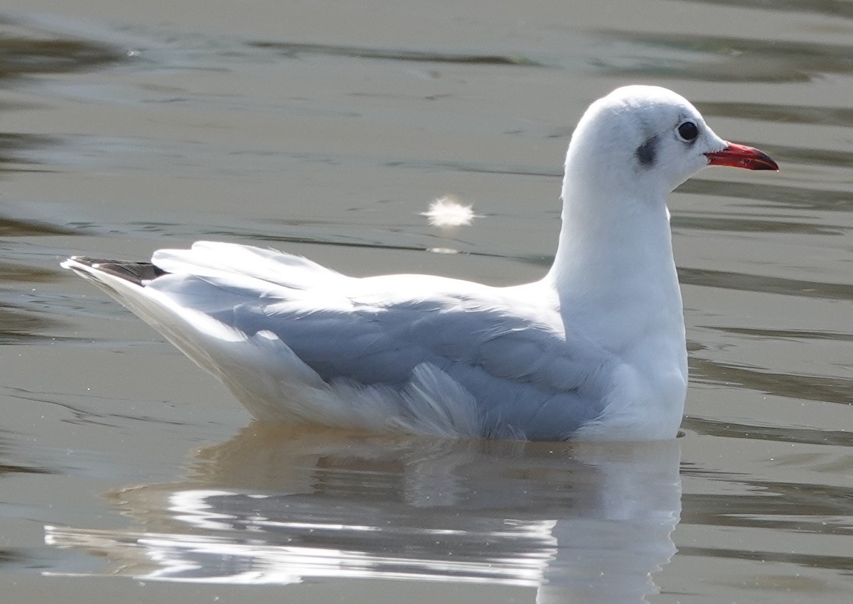 Mouette rieuse - ML608438617