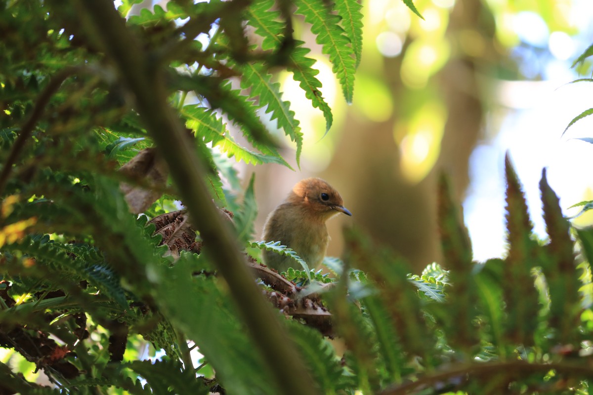 Kauai Elepaio - ML608438823