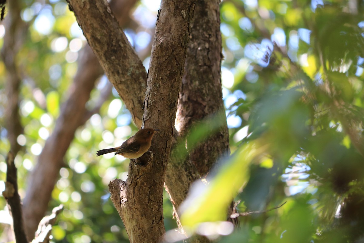 Monarque de Kauai - ML608438824