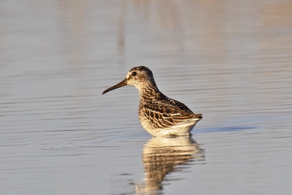 Broad-billed Sandpiper - ML608438827