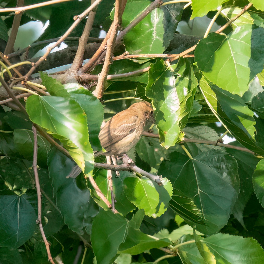 Indigo Bunting - ML608438909