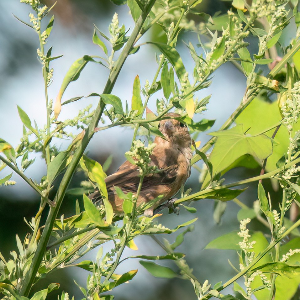 Indigo Bunting - ML608438910