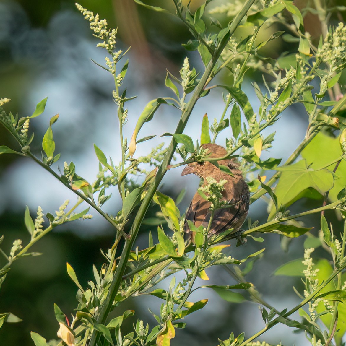 Indigo Bunting - ML608438911
