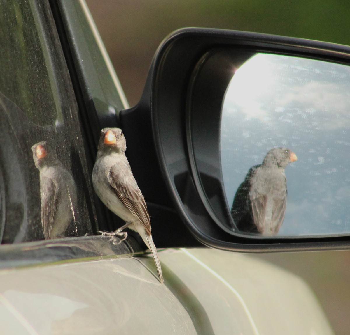 Gray Seedeater - ML608439049