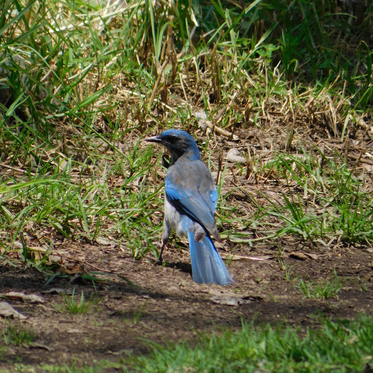 Woodhouse's Scrub-Jay - Alberto Paz