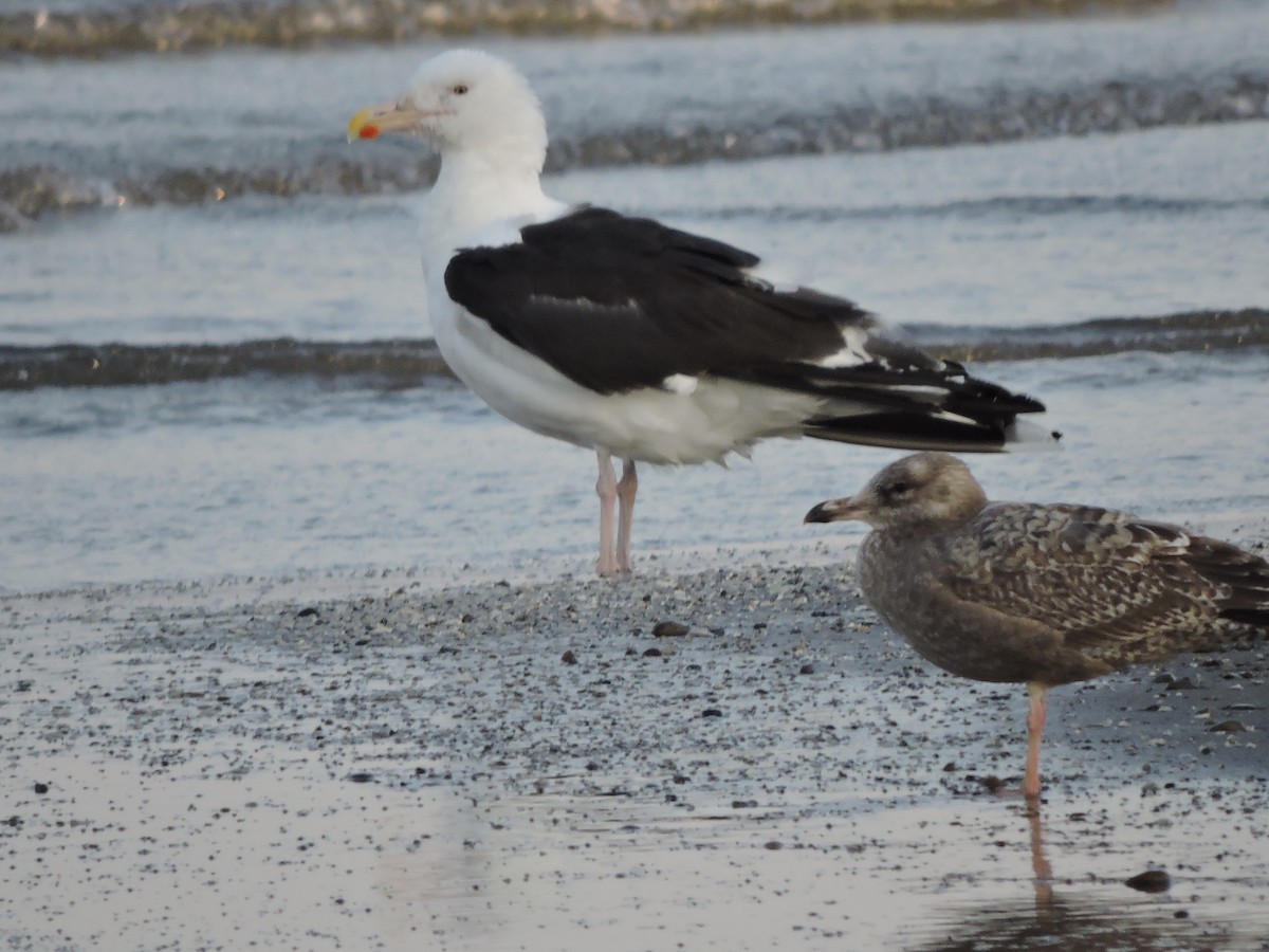Great Black-backed Gull - Mike Morgante