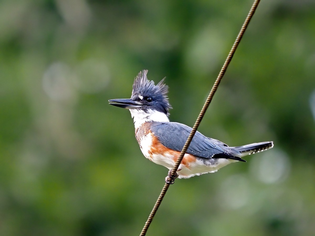 Belted Kingfisher - ML608439151