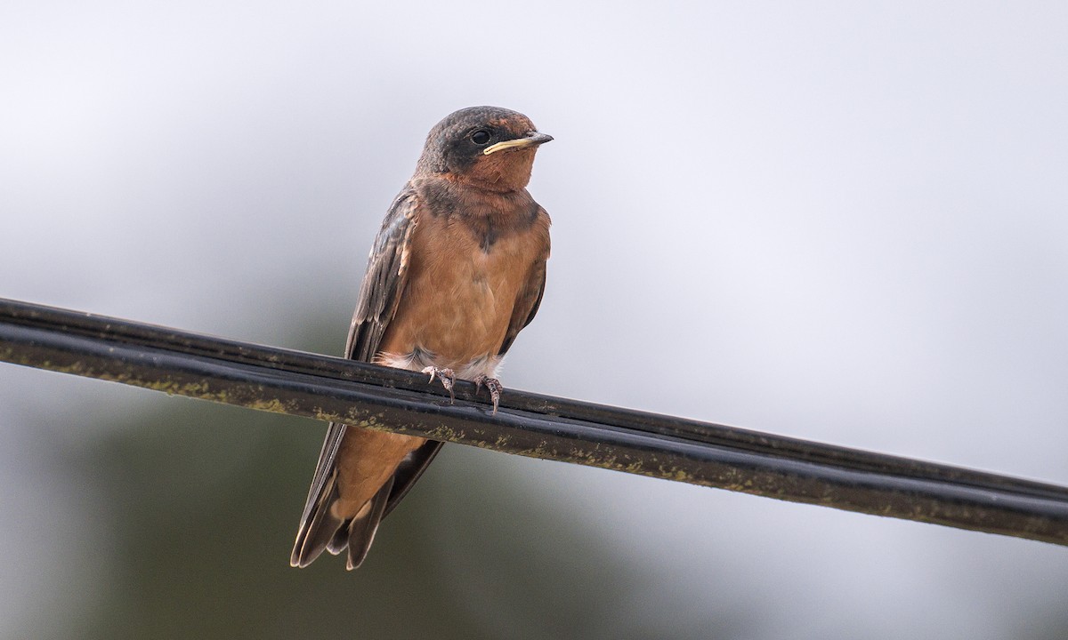 Barn Swallow - ML608439199