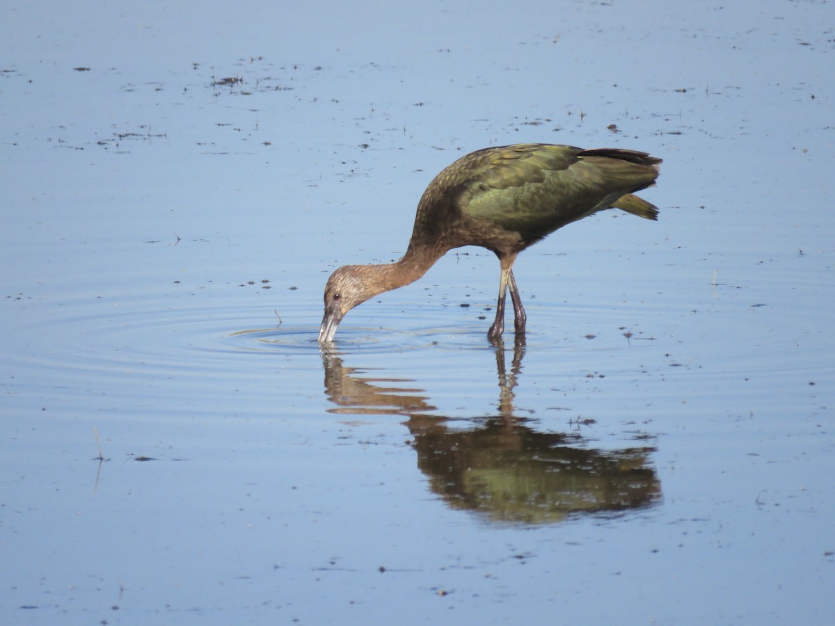 Ibis à face blanche - ML608439328