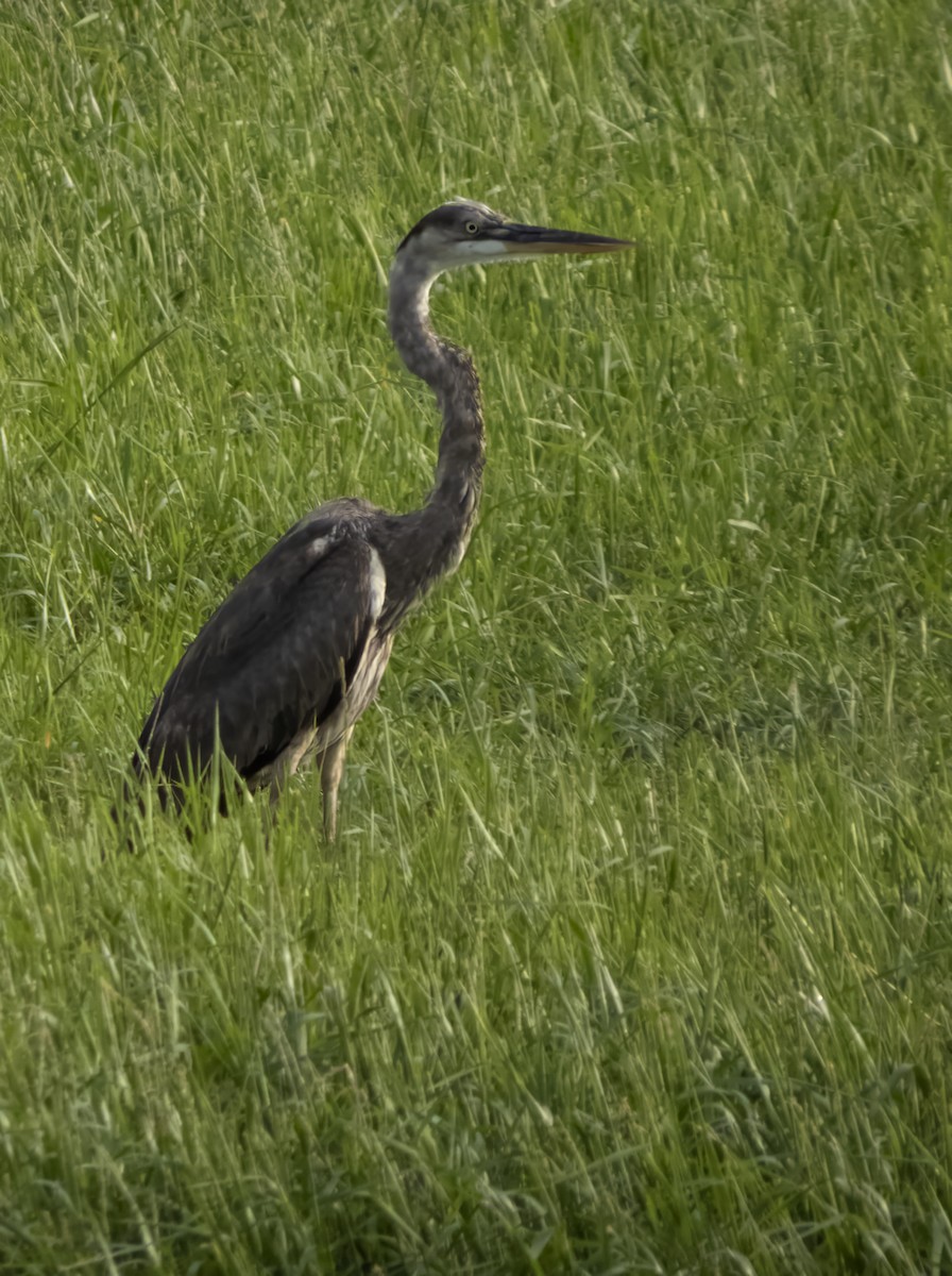 Great Blue Heron - Susan Davis