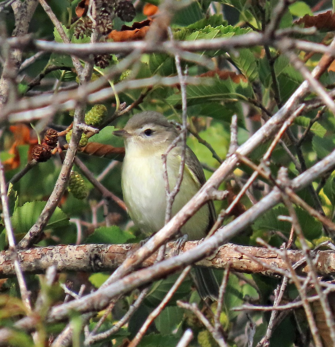 Warbling Vireo - JoAnn Potter Riggle 🦤