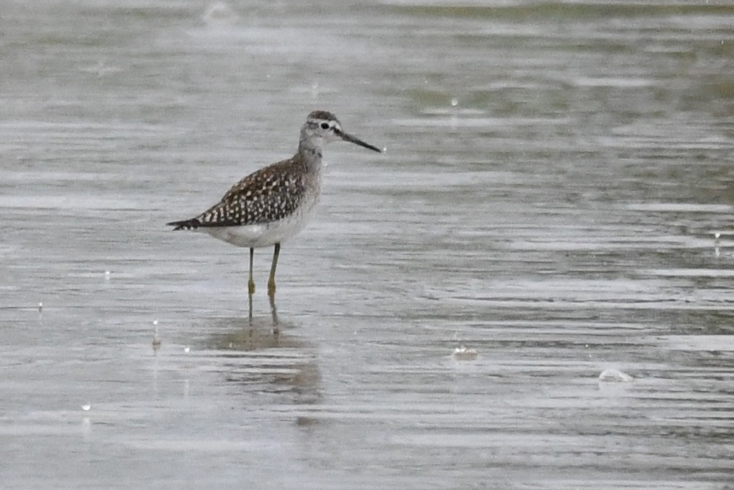 Wood Sandpiper - ML608439519