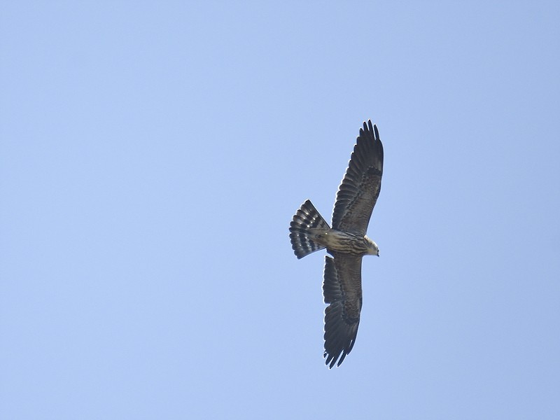 Mississippi Kite - ML608439543