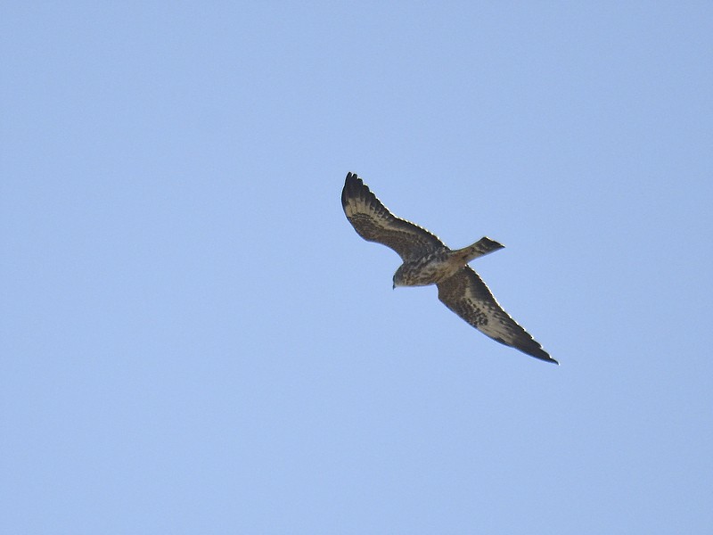 Mississippi Kite - ML608439544