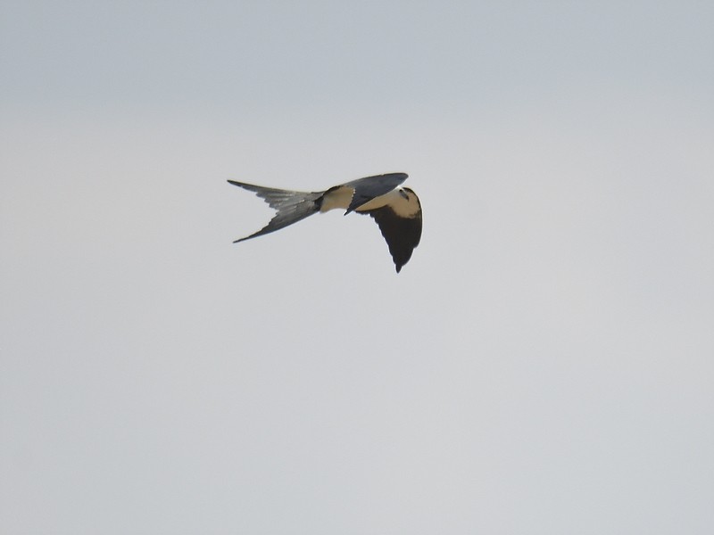 Swallow-tailed Kite - ML608439553