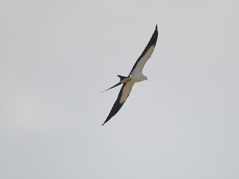 Swallow-tailed Kite - ML608439554