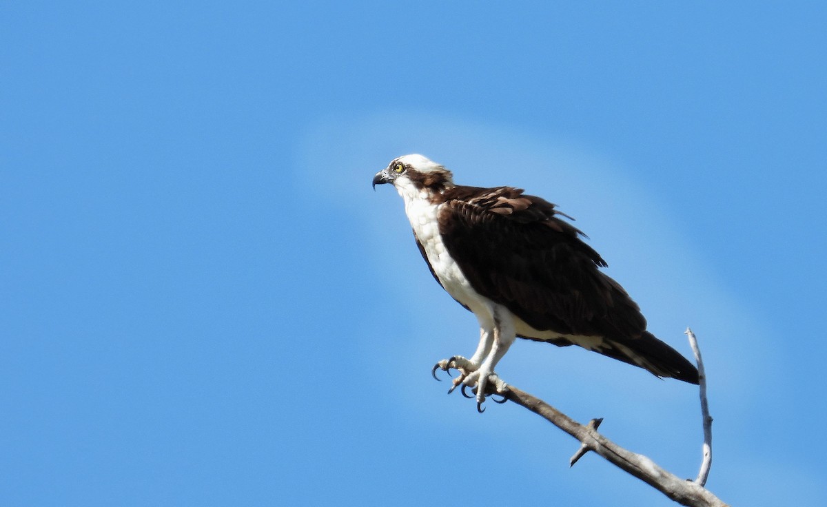 Osprey - ML608439564