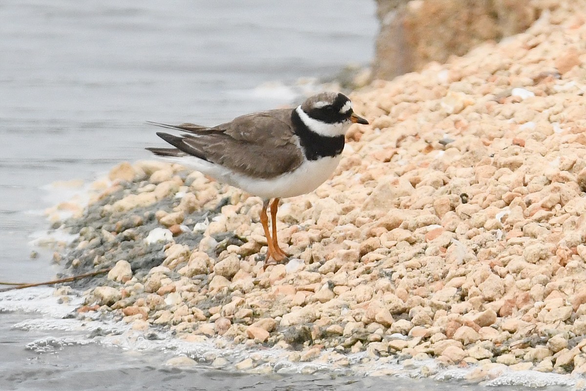Common Ringed Plover - ML608439568