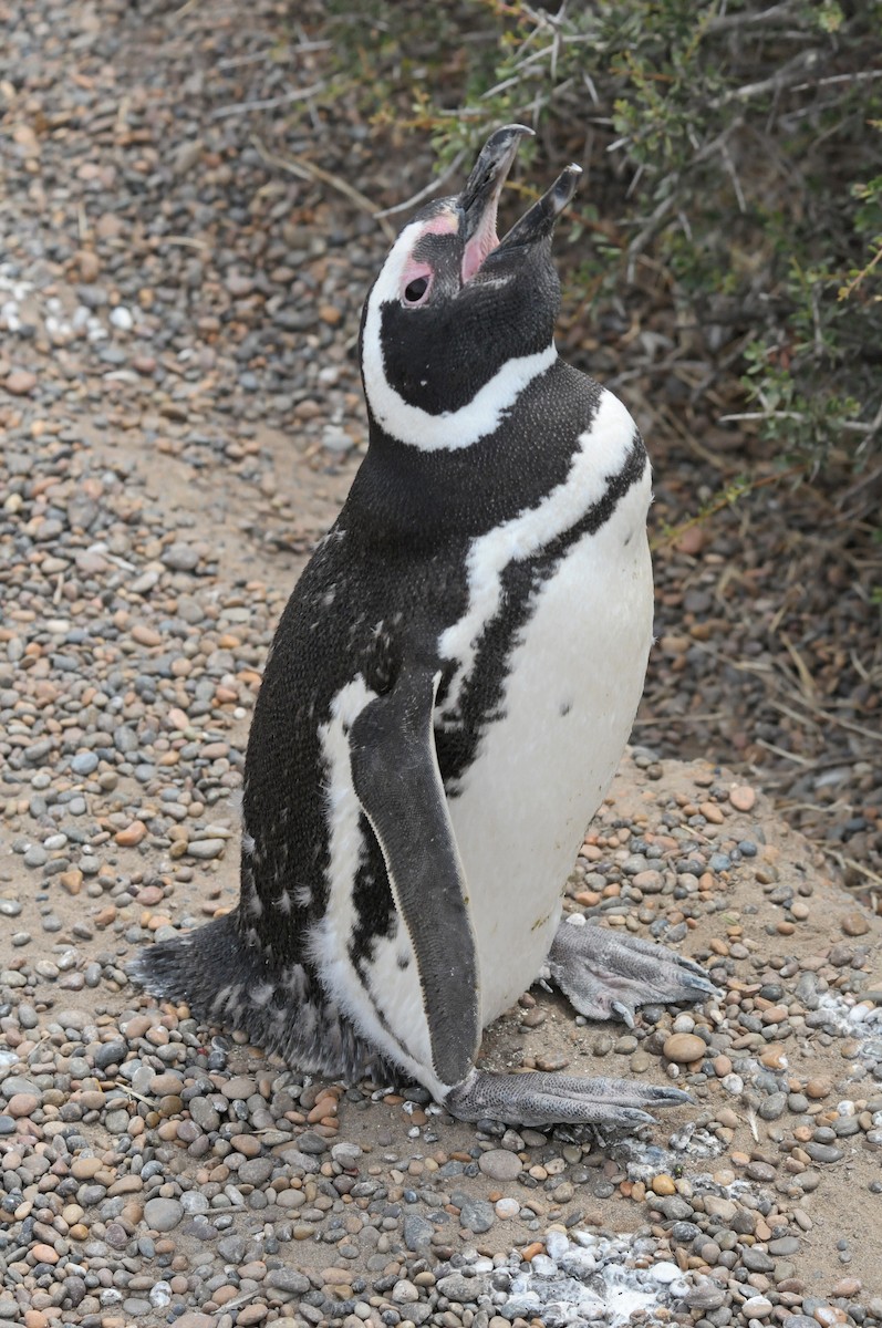 Magellanic Penguin - ML608439572