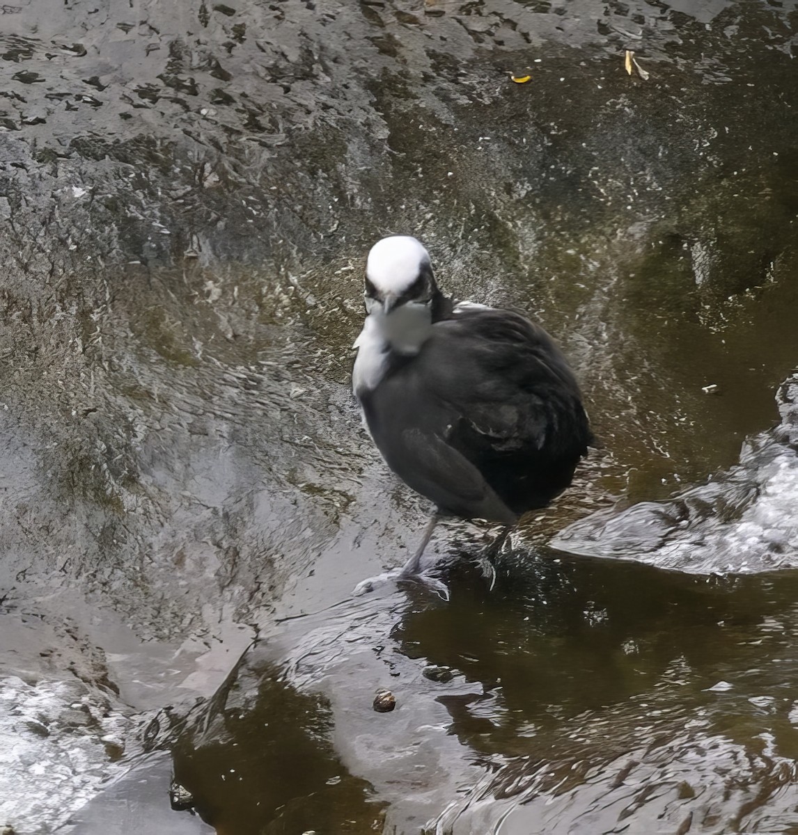 White-capped Dipper - ML608439652