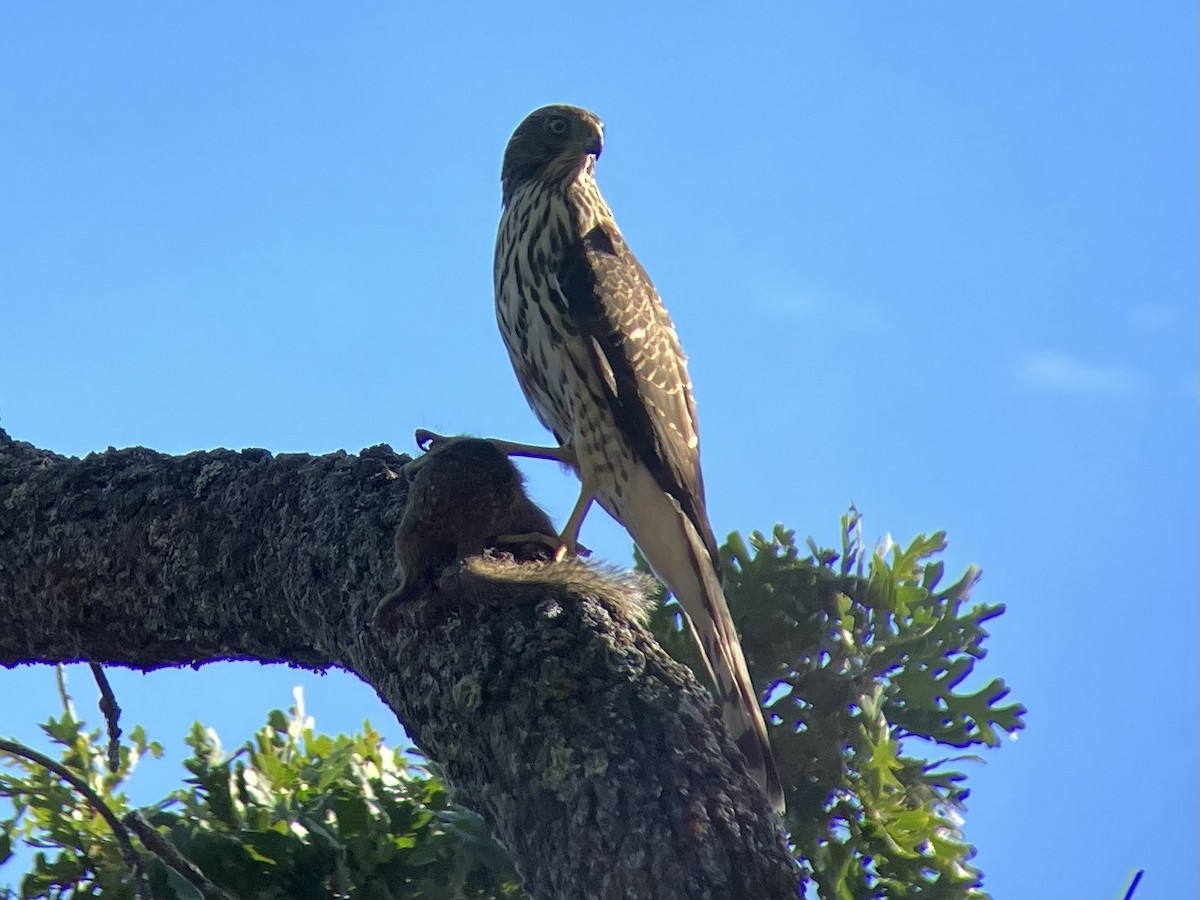 Cooper's Hawk - ML608439689