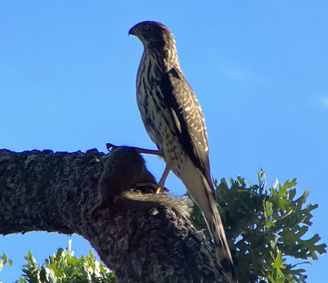 Cooper's Hawk - ML608439690