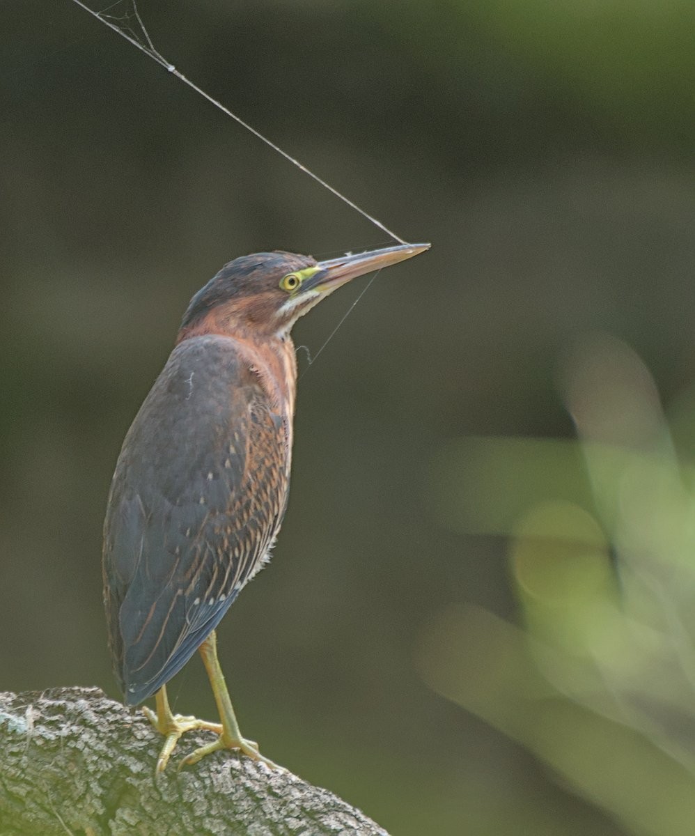 Green Heron - ML608439853