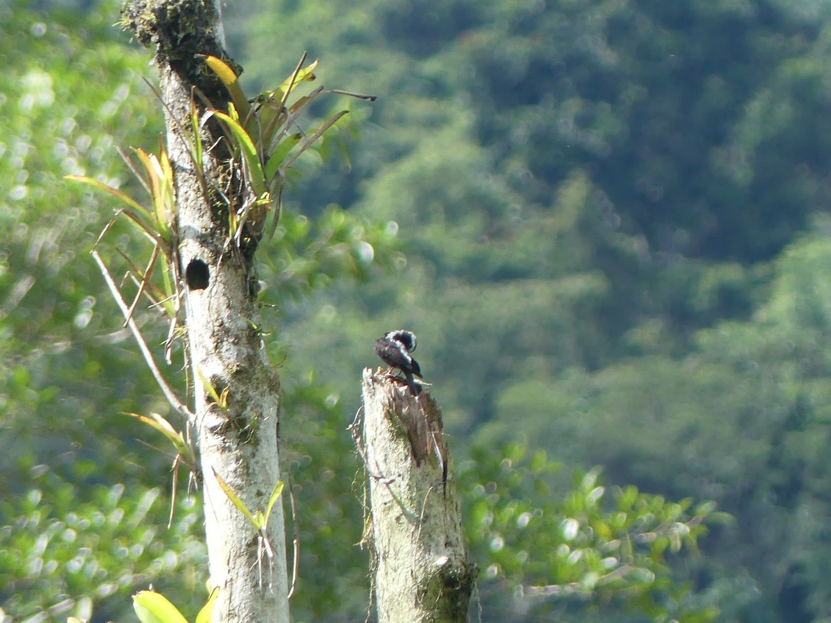 Long-tailed Tyrant - ML608440036