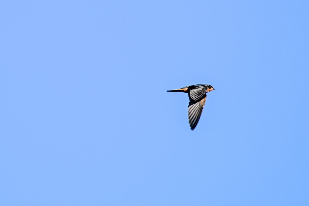 Barn Swallow - ML608440121