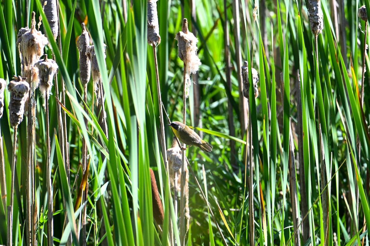 Common Yellowthroat - ML608440138