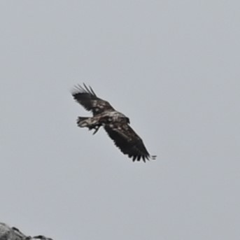 White-tailed Eagle - Andrew Campbell