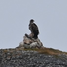 White-tailed Eagle - Andrew Campbell