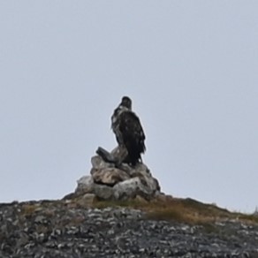 White-tailed Eagle - Andrew Campbell