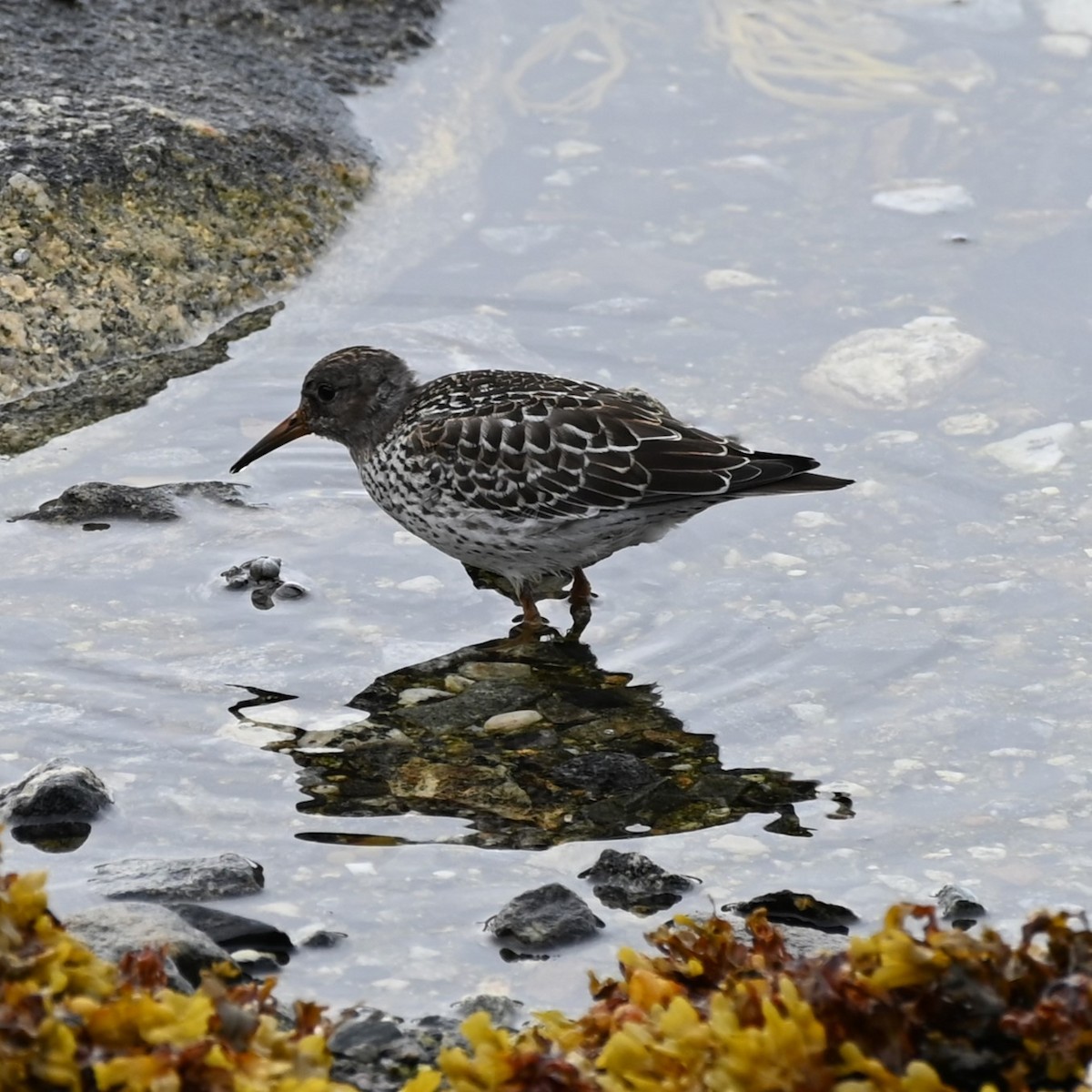 Purple Sandpiper - ML608440169