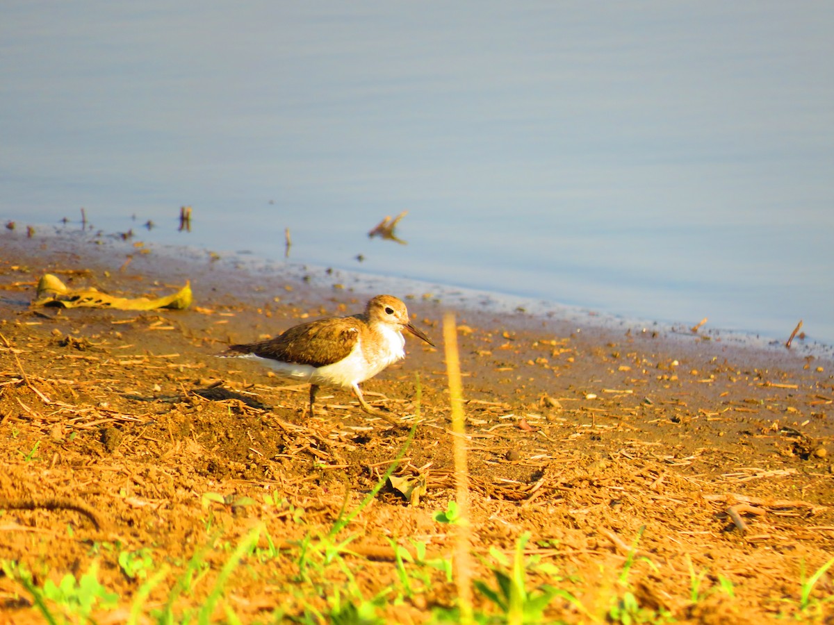 Common Sandpiper - ML608440172