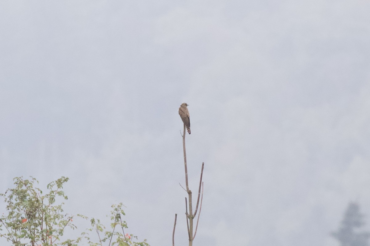 Common Cuckoo - Thomas Doebel