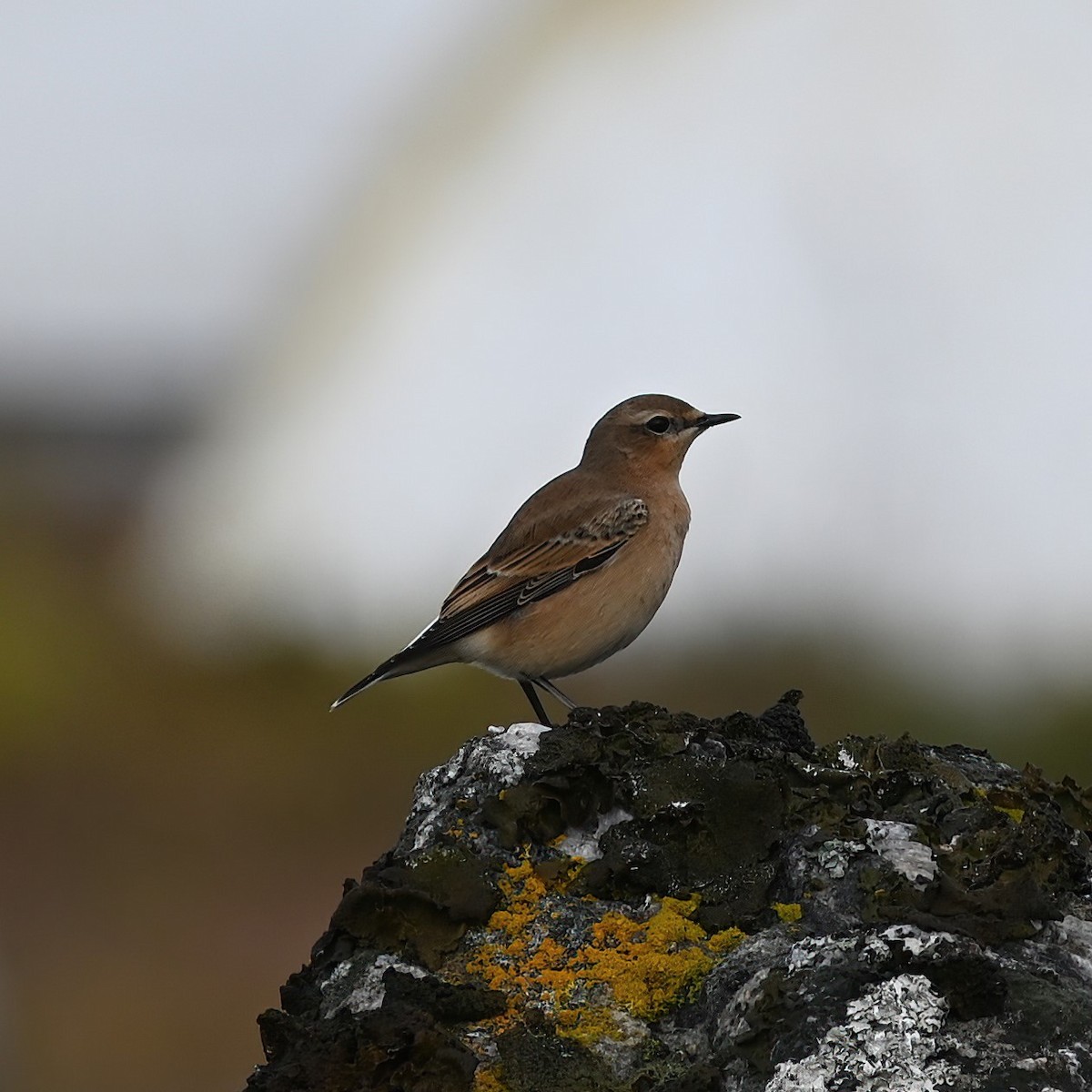 Northern Wheatear - Andrew Campbell