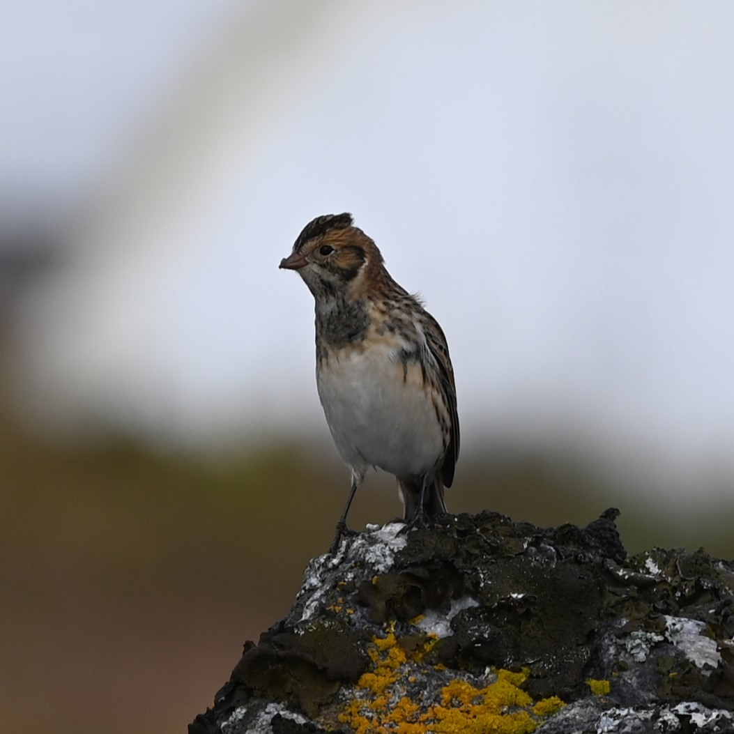 Lapland Longspur - Andrew Campbell