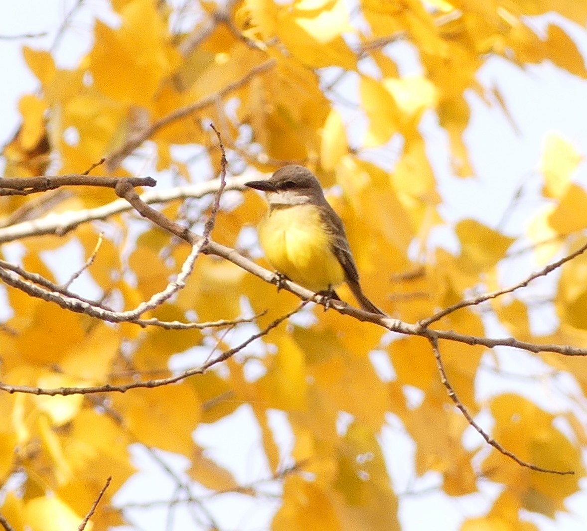 Tropical Kingbird - ML608440203