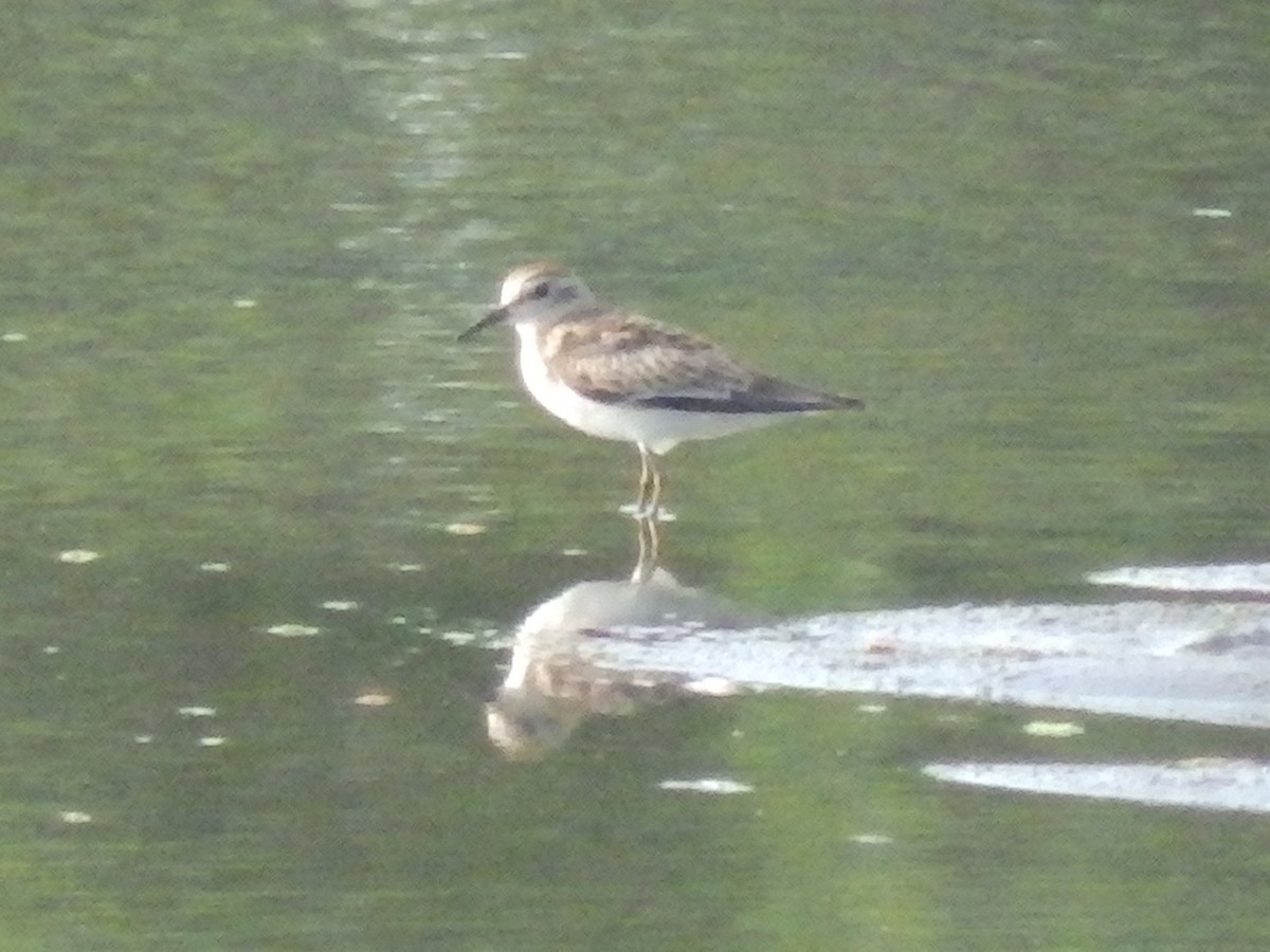 Least Sandpiper - ML608440209