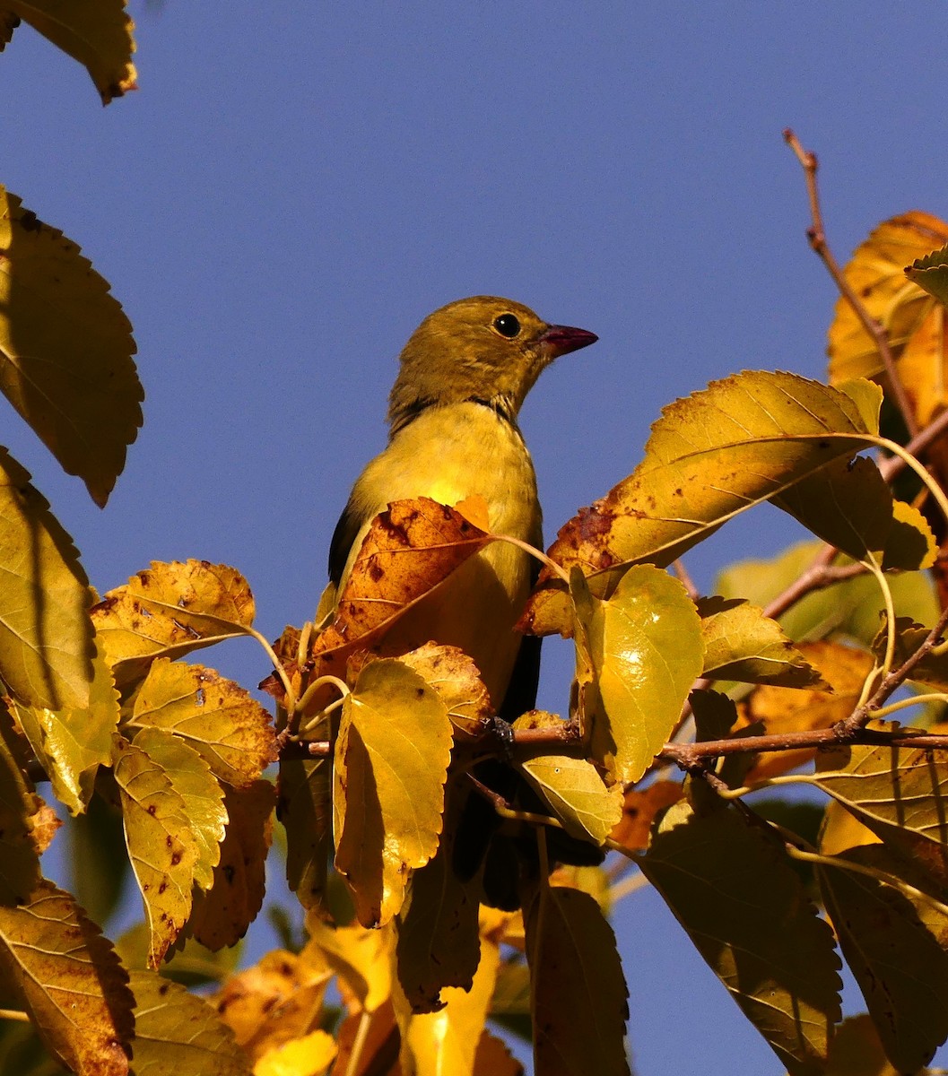 Scarlet Tanager - ML608440233